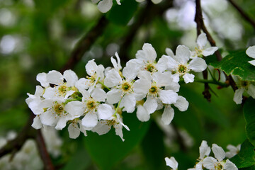 Beautiful white cherry blossoms close-up. Spring background
