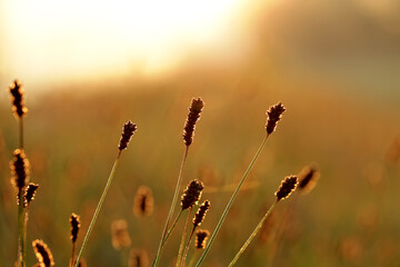 Widok na trawę oświetlaną promieniami wschodzącego słońca. 