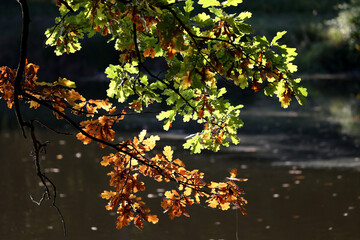 Widok na piękną polską jesień z kolorowymi liśćmi drzew w słońcu.