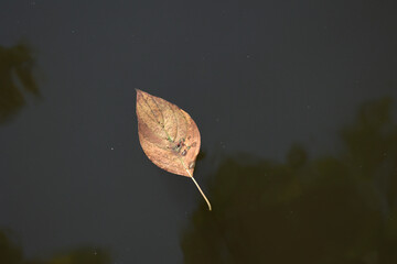 Widok na piękny jesienny liść na ciemnej wodzie.