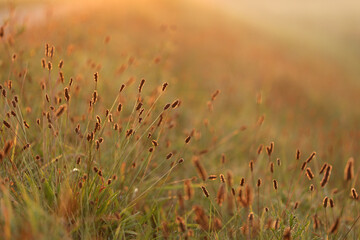 Widok na trawę oświetlaną promieniami wschodzącego słońca. 