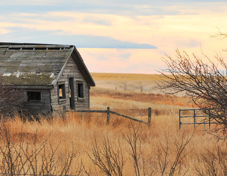 Calgary, Albert, Canada - August 04,2020: Old homestead building alone in wide Alberta prairie at fall time deep in orange dried grass, photo taken from  Public Road Side  