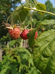 strawberry in the garden