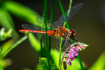 Closeup shot of a dragonfly on a purple flower - Powered by Adobe