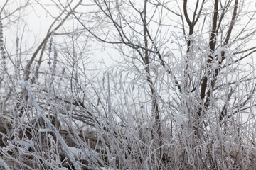 different breeds of deciduous trees without foliage