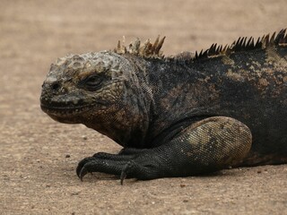 Galápagos marine iguana (Amblyrhynchus cristatus) - close up of sea iguana, Puerto Ayora, Santa Cruz island, Galapagos