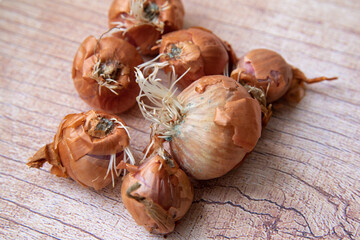 Yellow onion. The bulbs are covered with mold. Onion diseases.