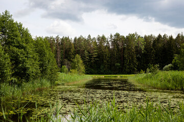 Obraz premium old lake with growing water lilies