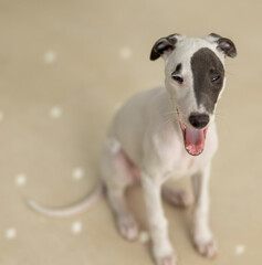 Cute pet whippet puppy posing