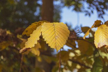 Yellow leaf of hornbeam on a branch illuminated by the sun at sunset. Autumn theme.