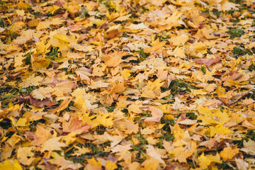 Fototapeta na wymiar Beautiful autumn picture for the background. Autumn orange decidiage on green grass. Bright autumn maple leaves.
