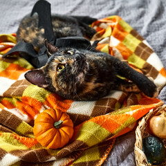 Halloween cat. Beautiful playful tortoiseshell cat wearing festive costume of bat wings plays with pumpkin on orange squared plaid.