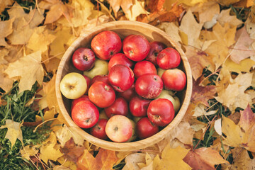 Naklejka na ściany i meble Red apples on the background of autumn foliage. Harvest your crop in the fall. Country apples in a wooden basket. Bright autumn leaves.