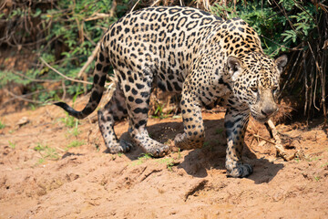 Jaguar walking on the ground