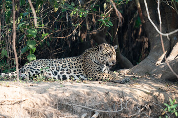 Jaguar resting on the ground
