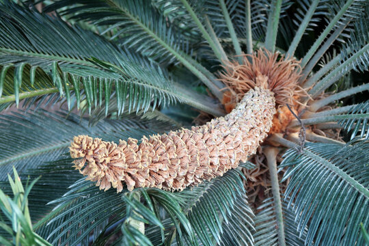 Cyclas revoluta - Japanischer Palmfarn - Japanese sagopalm