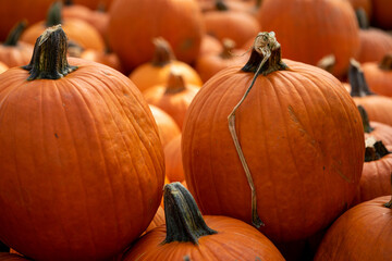 pumpkin on the ground