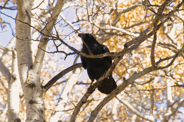 A Common Raven in a Tree