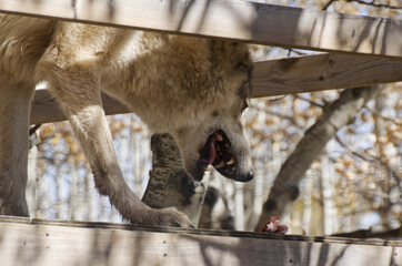 A High Content Wolfdog in an Enclosure