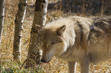 A High Content Wolfdog in an Enclosure