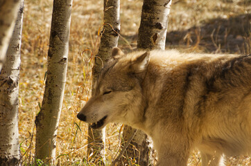 A High Content Wolfdog in an Enclosure