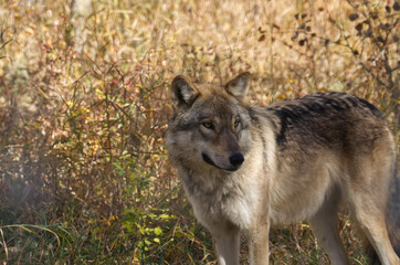 A High Content Wolfdog in an Enclosure