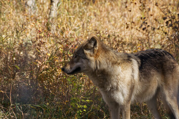 A High Content Wolfdog in an Enclosure