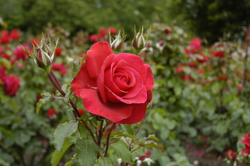 Red Rose in Rose Gardens