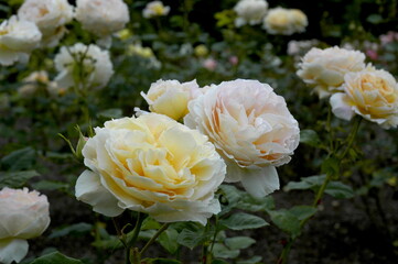 Yellow Roses