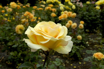 Yellow Rose