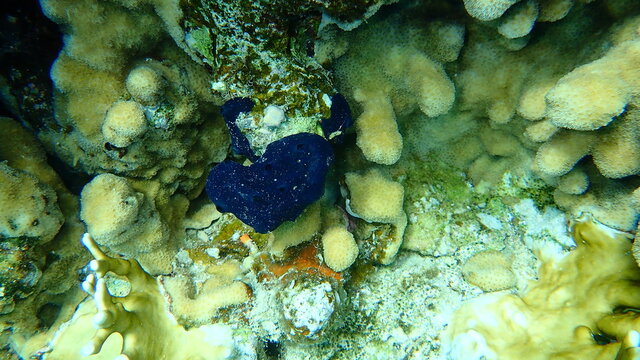 Arabian crust-sponge (Hemimycale arabica) and Stony coral Knob coral (Goniastrea stelligera. Previously called Favia stelligera) undersea, Red Sea, Egypt, Sinai, Ras Mohammad national park
