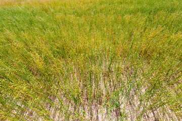 an agricultural field where flax ripens