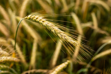 Close up of rye field with single ear in center. Rye (Secale cereale) is a common cereal from the sweet grass family (Poaceae). The grain of rye is used for food and as animal feed.