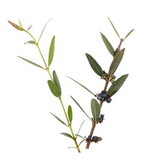 Phillyrea latifolia - Large leaf filaria