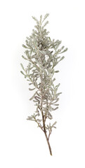 Branch of Santolin or small cypress (Santolina chamaecyparissus)