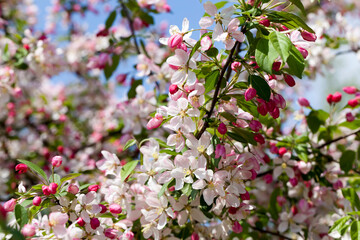 red cherry blossom in spring