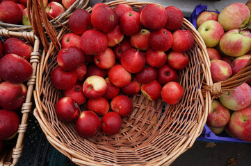 Red autumn apples in a basket - harvesting concept.