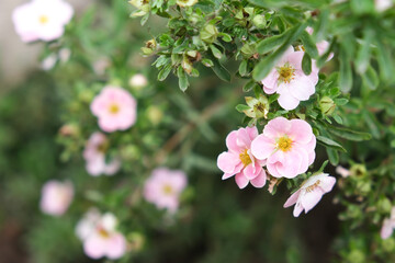 Lovely delicate pink flowers of shrubby cinquefoil close up, netural flower blooming background, beautiful tender petals og decorative flowering plants in garden - obrazy, fototapety, plakaty