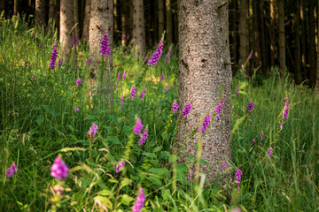 Common foxglove (Digitalis purpurea) plants, blooming purple and pink in a coniferous forest, near...