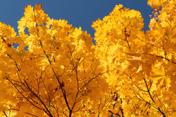 Autumn leaves with the blue sky background