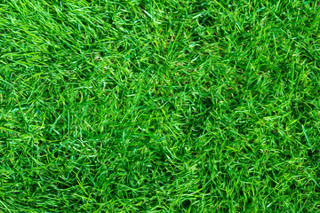 Abstract texture of green uneven grass surface.