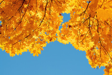 Autumn leaves with the blue sky background
