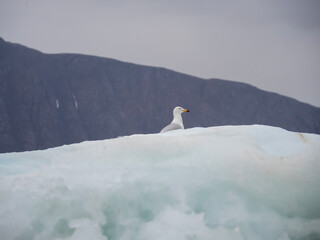 Fototapeta premium Canadian Arctic glacier ice, ocean sea ice and animals, sea gulls, in cold arctic regions 
