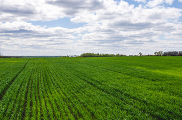 Fototapeta na wymiar Young wheat field in early spring in Russia