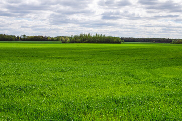 Green shoots of young winter wheat, photographed in early spring on a sunny farm field