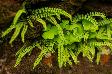 Evergreen fronds of Asplenium trichomanes, the maidenhair spleenwort, and clover, growing between rocks covered with moss and red lichens, Teutoburg Forest, Germany