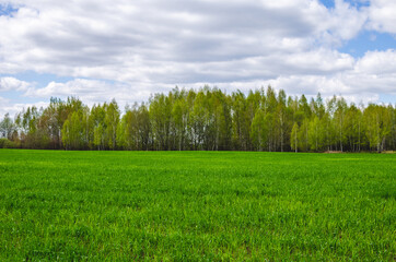 Obraz premium Young wheat in field. Young wheat seedlings growing in a field