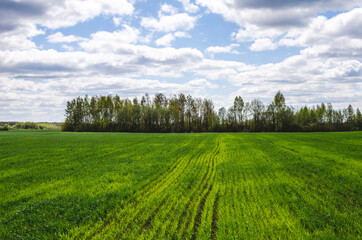 In winter cereals, leaves turn yellow in spring due to nutritional deficiencies