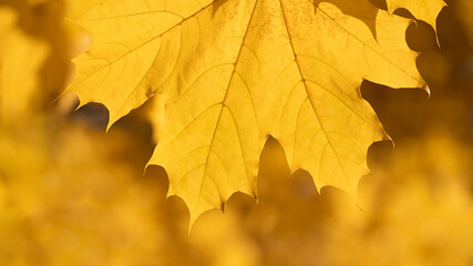 Naklejka na ściany i meble Autumn leaves in park close-up