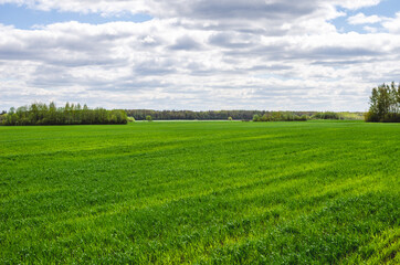 Spring or early summer landscape with green field of winter wheat or rye